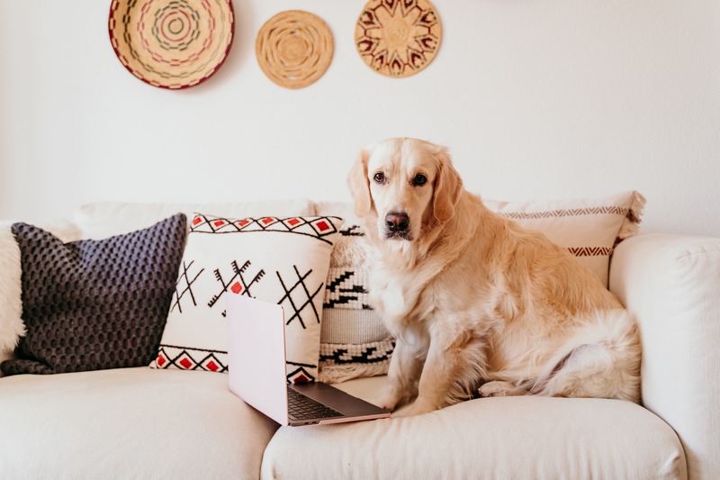 fotografía de un perro encima de un sofá